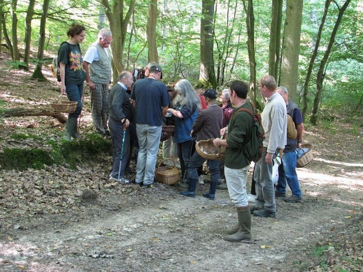 2011 07  Myco bois des Plainvaux 02